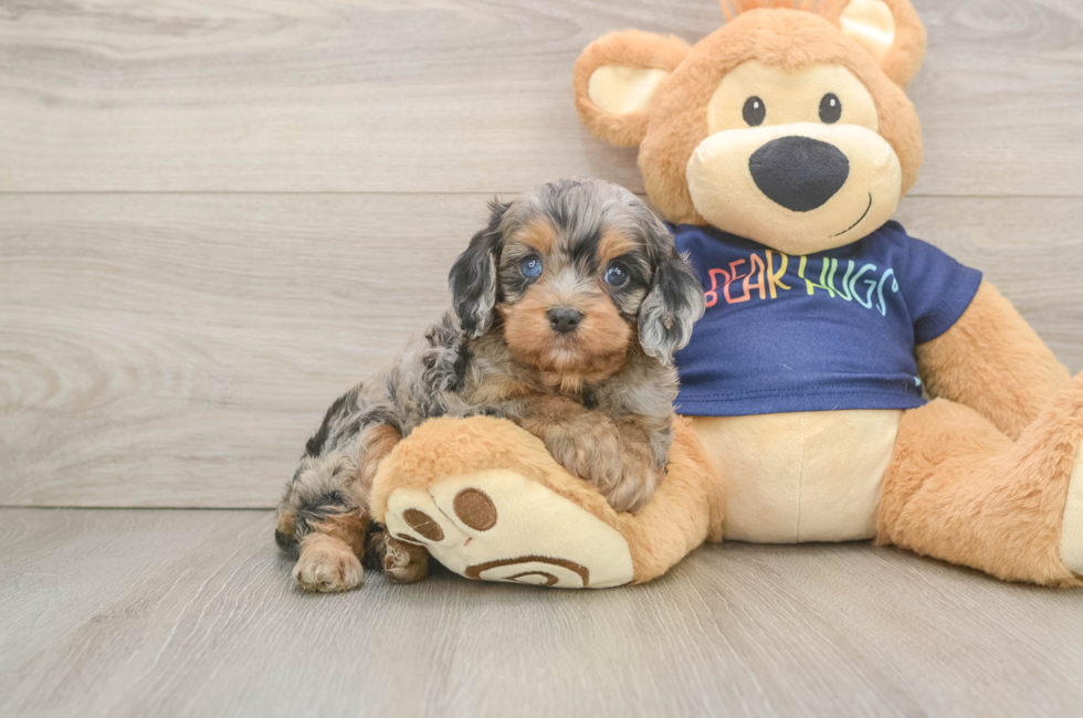5 week old Cavapoo Puppy For Sale - Windy City Pups