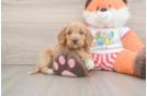 Energetic Cavoodle Poodle Mix Puppy