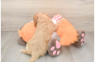 Cavapoo Puppy for Adoption