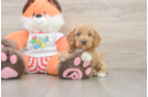 Petite Cavapoo Poodle Mix Pup