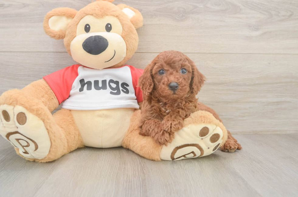 6 week old Cavapoo Puppy For Sale - Windy City Pups
