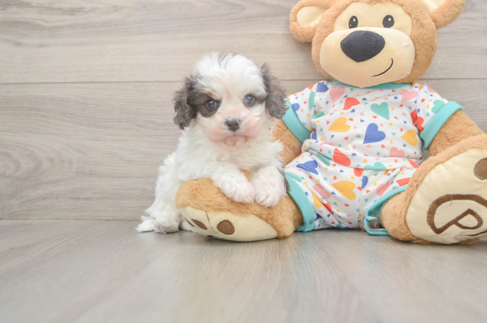5 week old Cavapoo Puppy For Sale - Windy City Pups
