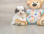 6 week old Cavapoo Puppy For Sale - Windy City Pups 6 week old Cavapoo Puppy For Sale - Windy City Pups