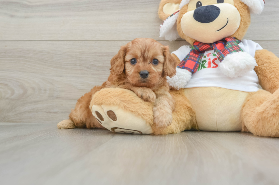 6 week old Cavapoo Puppy For Sale - Windy City Pups