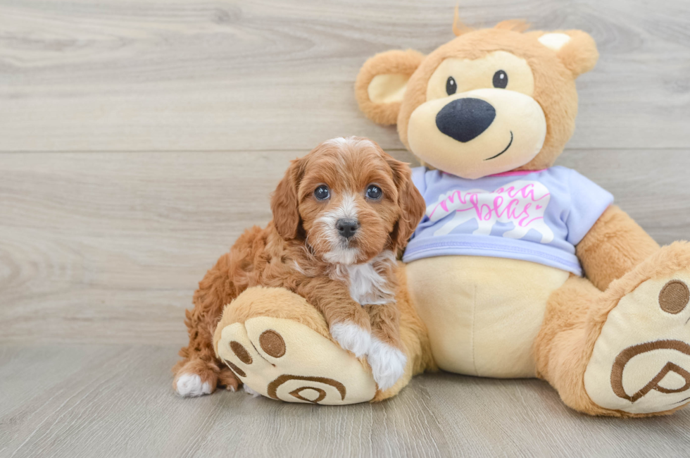 6 week old Cavapoo Puppy For Sale - Windy City Pups