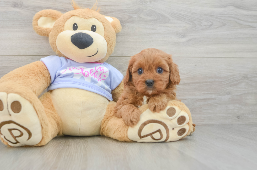 5 week old Cavapoo Puppy For Sale - Windy City Pups