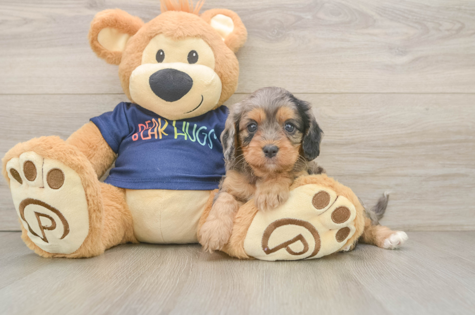 5 week old Cavapoo Puppy For Sale - Windy City Pups