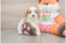 Smart Cavapoo Poodle Mix Pup