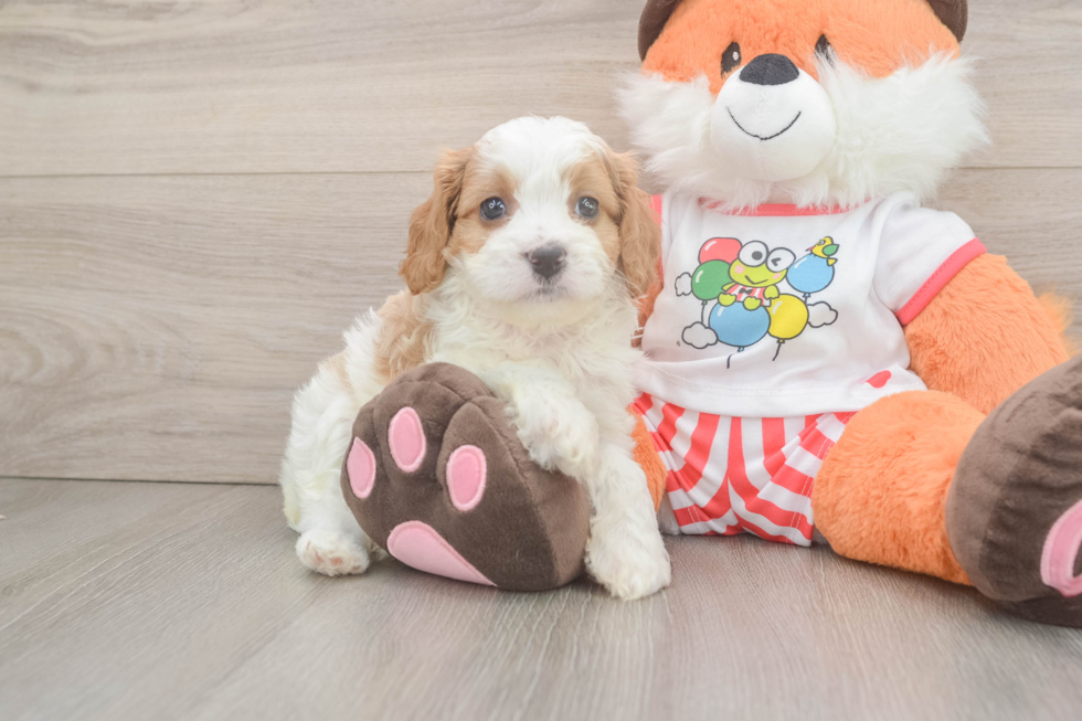 Smart Cavapoo Poodle Mix Pup