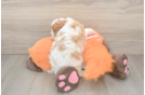 Cavapoo Pup Being Cute