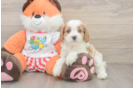 Happy Cavapoo Baby