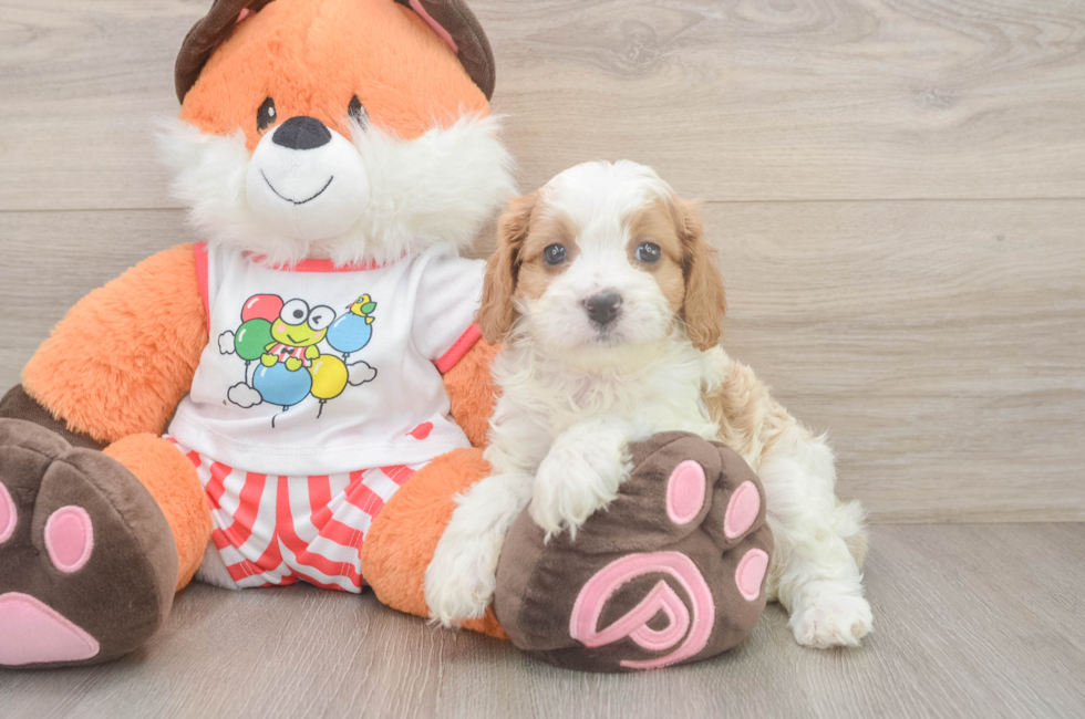 5 week old Cavapoo Puppy For Sale - Windy City Pups