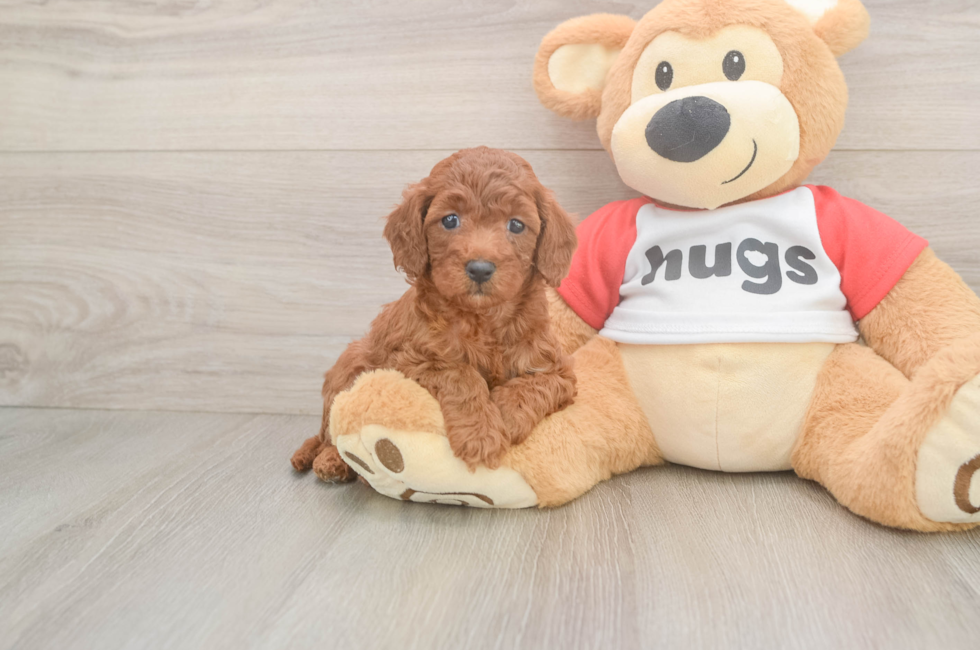 6 week old Cavapoo Puppy For Sale - Windy City Pups