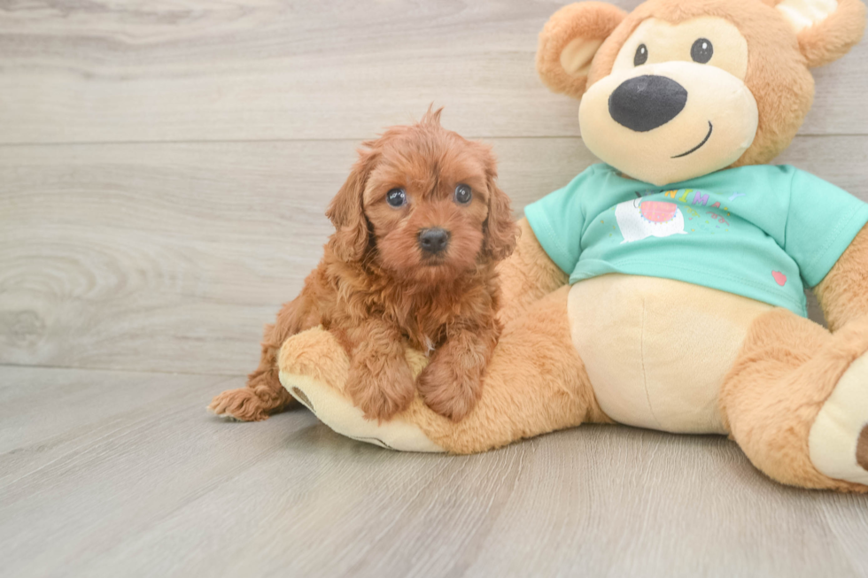 Meet Iris - our Cavapoo Puppy Photo  2/3 - Windy City Pups Sweet Cavapoo Baby