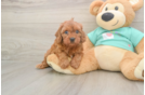 Meet Iris - our Cavapoo Puppy Photo  2/3 - Windy City Pups Sweet Cavapoo Baby