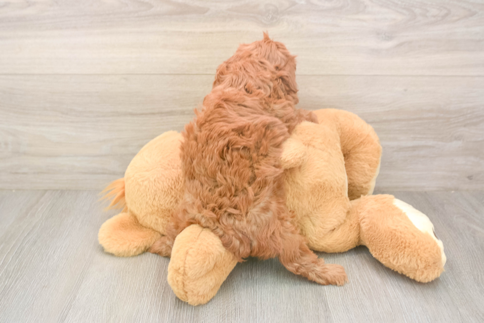 Meet Iris - our Cavapoo Puppy Photo  3/3 - Windy City Pups Cavapoo Pup Being Cute