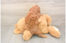 Meet Iris - our Cavapoo Puppy Photo  3/3 - Windy City Pups Cavapoo Pup Being Cute