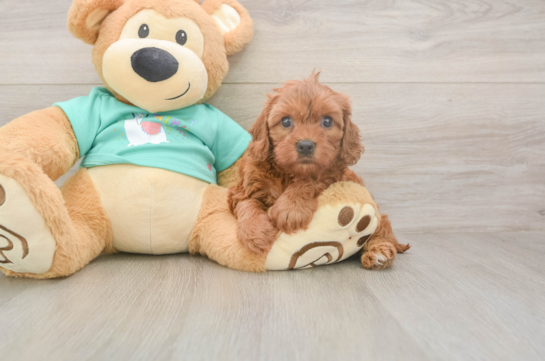 5 week old Cavapoo Puppy For Sale - Windy City Pups Petite Cavapoo Poodle Mix Pup