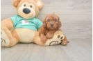Meet Iris - our Cavapoo Puppy Photo  1/3 - Windy City Pups Petite Cavapoo Poodle Mix Pup