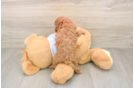 Adorable Cavalier King Charles Spaniel and Poodle Mix Poodle Mix Puppy