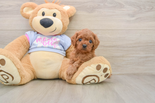 Energetic Cavoodle Poodle Mix Puppy