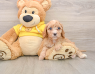 8 week old Cavapoo Puppy For Sale - Windy City Pups