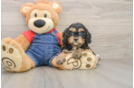 Cavapoo Pup Being Cute
