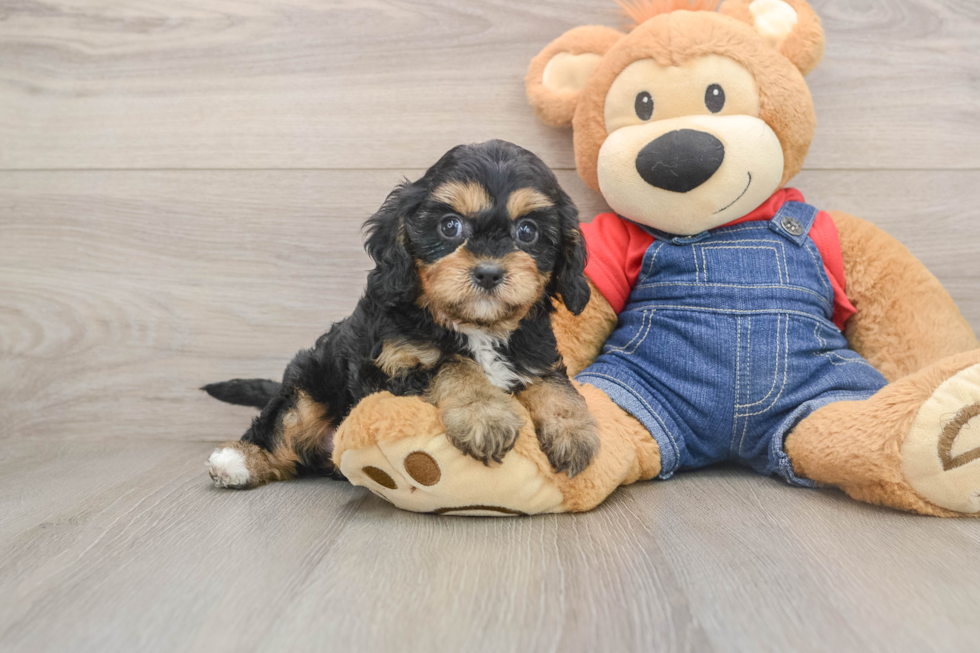 Friendly Cavapoo Baby