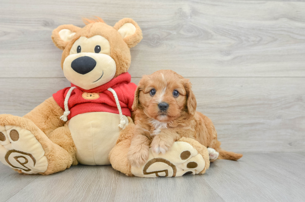 5 week old Cavapoo Puppy For Sale - Windy City Pups