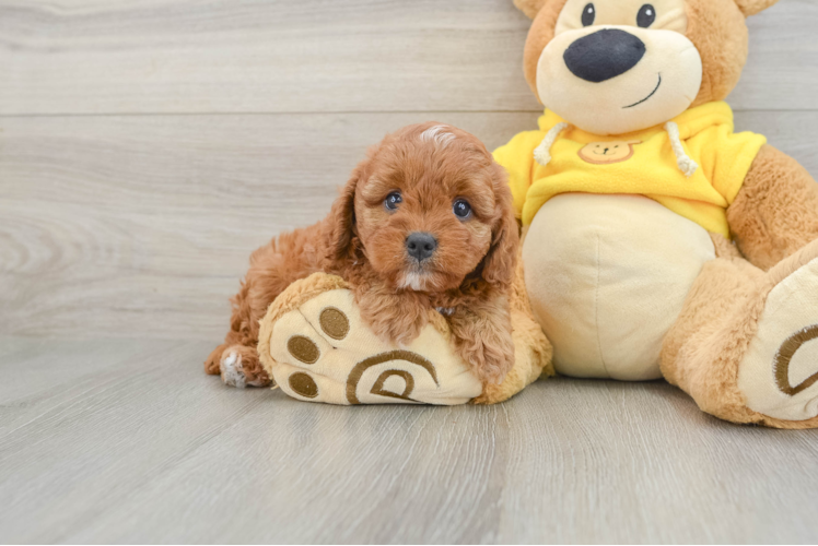 Cavapoo Puppy for Adoption