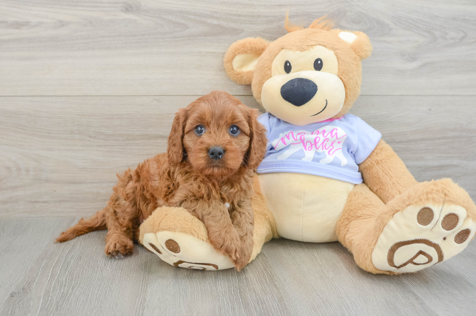 6 week old Cavapoo Puppy For Sale - Windy City Pups