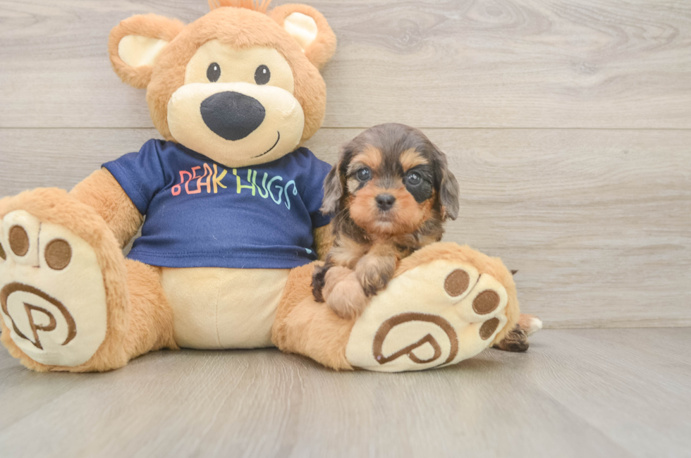 5 week old Cavapoo Puppy For Sale - Windy City Pups