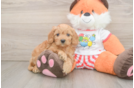 Cavapoo Puppy for Adoption