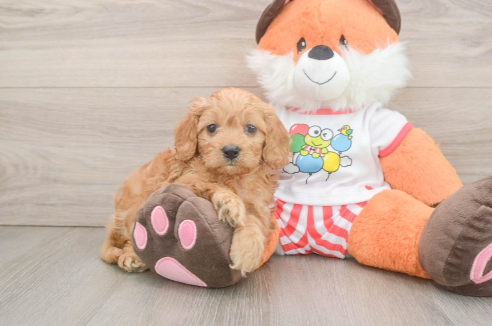 5 week old Cavapoo Puppy For Sale - Windy City Pups