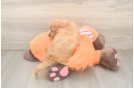 Cavapoo Puppy for Adoption