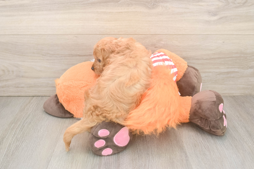 Cavapoo Puppy for Adoption