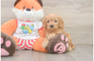 Cute Cavapoo Baby