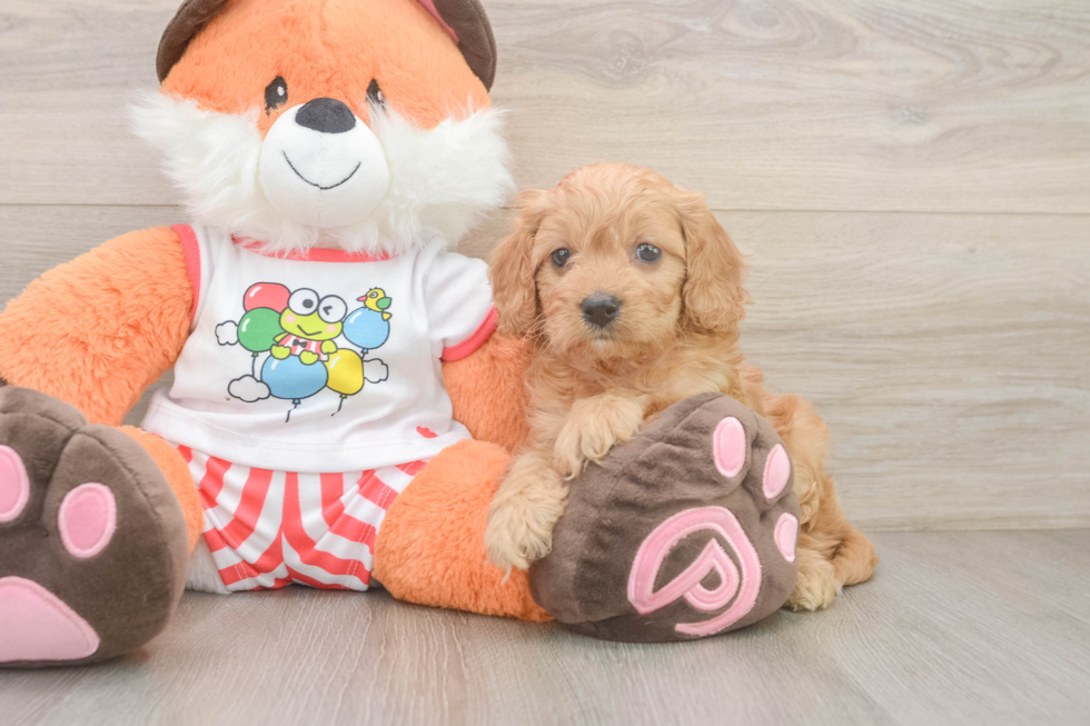 Cute Cavapoo Baby