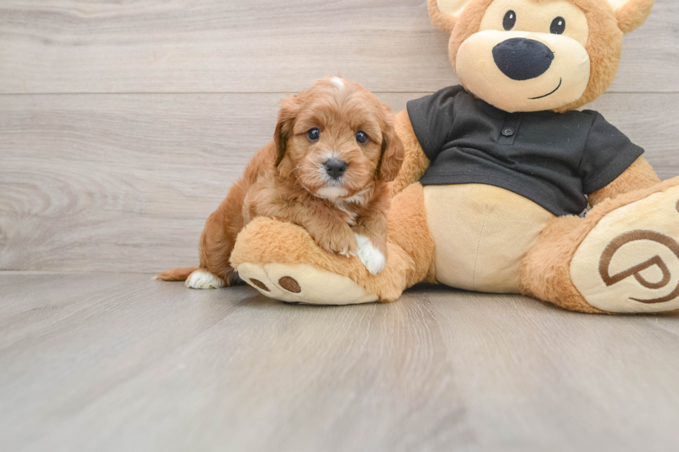 Little Cavipoo Poodle Mix Puppy