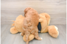 Cavapoo Puppy for Adoption