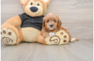 Best Cavapoo Baby