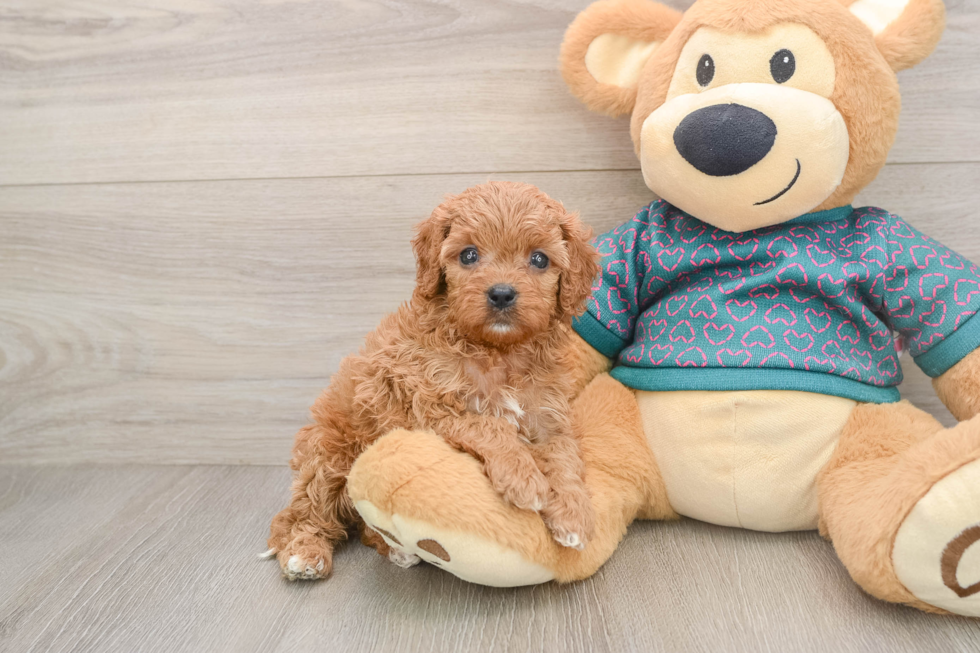 Small Cavapoo Baby