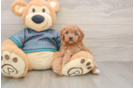 Smart Cavapoo Poodle Mix Pup