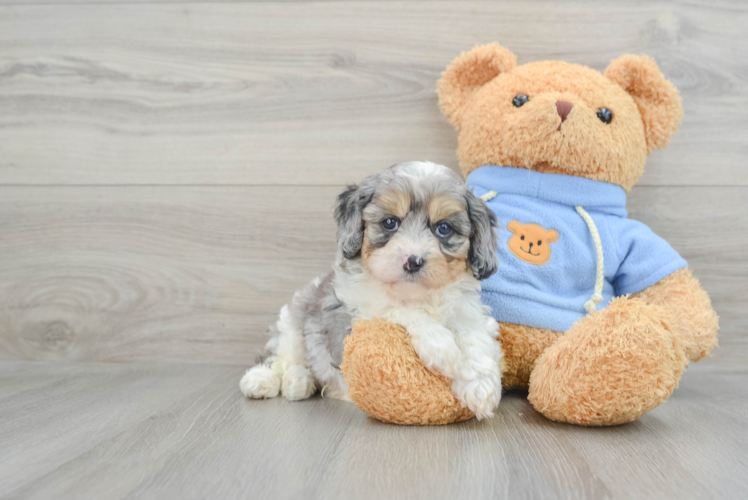 Happy Cavapoo Baby