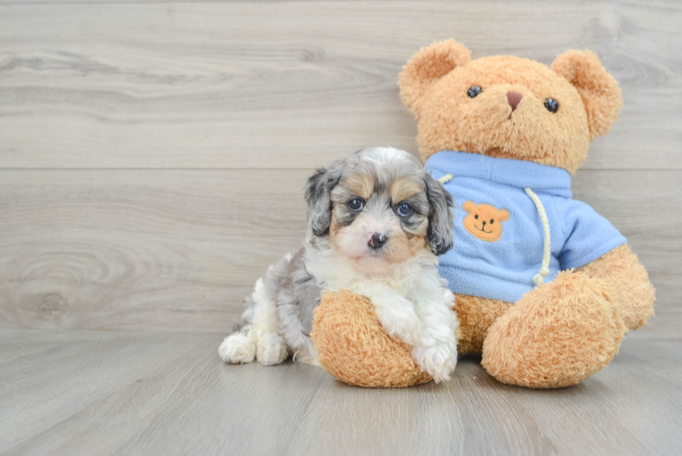 Happy Cavapoo Baby