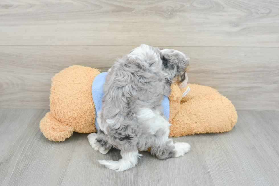 Happy Cavapoo Baby