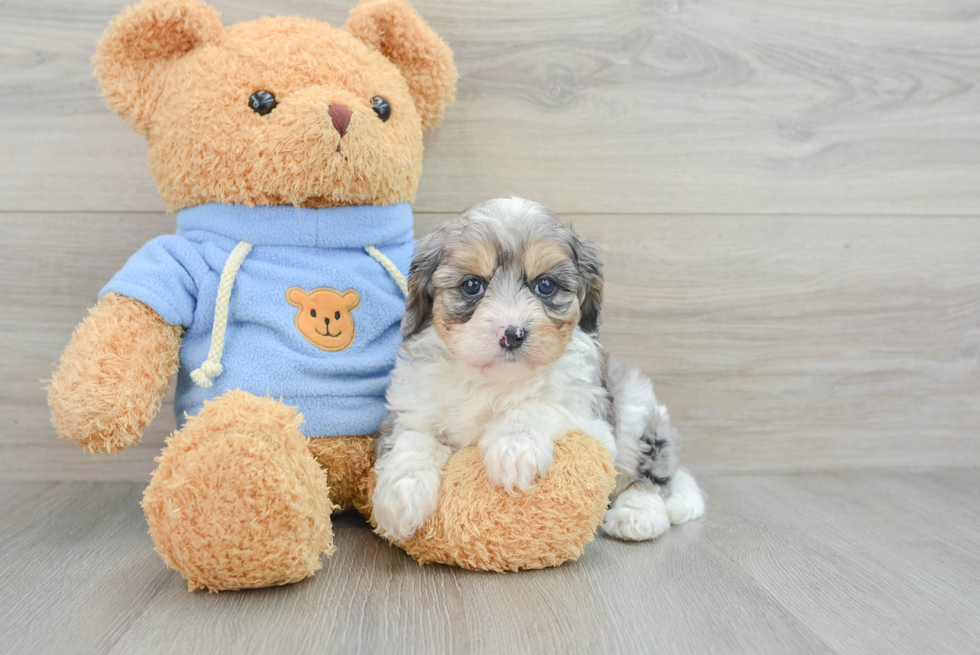 Fluffy Cavapoo Poodle Mix Pup