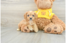 Cavapoo Pup Being Cute