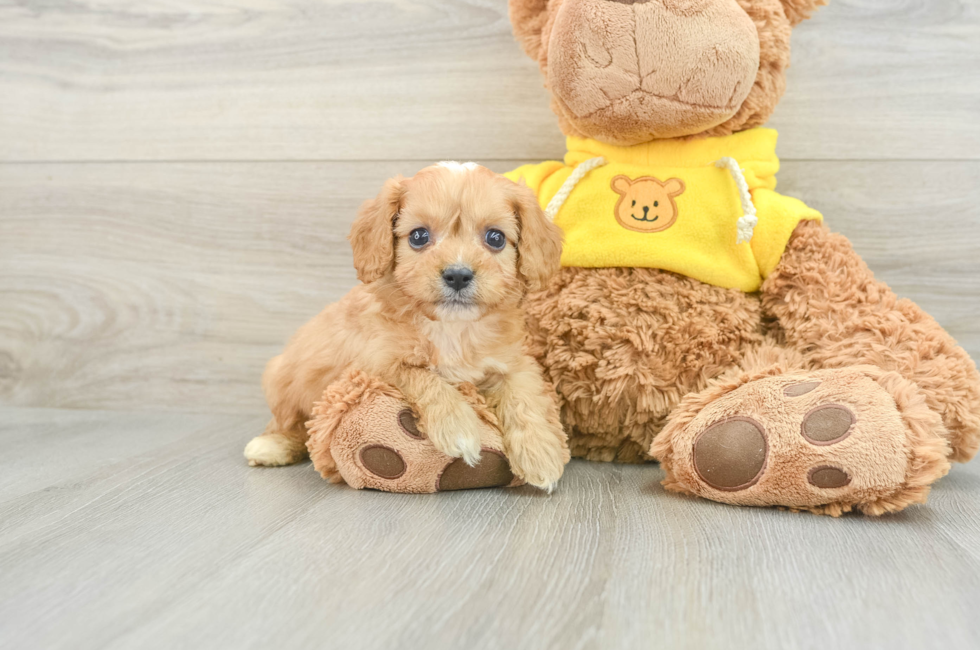 7 week old Cavapoo Puppy For Sale - Windy City Pups