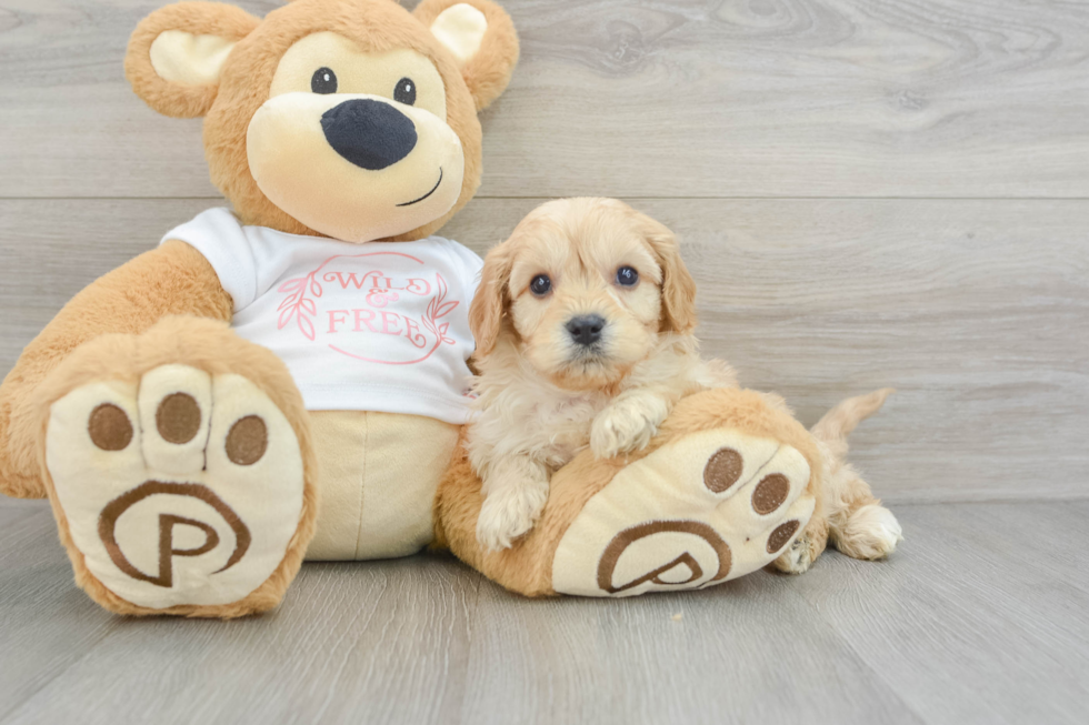 Small Cavapoo Baby